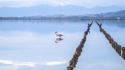 pink flamingo looks for food in the Molentargius pond in Cagliari, southern Sardinia  © ivan canavera
