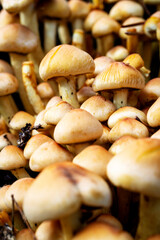 Nationaal Park De Loonse en Drunense Duinen, found in the forest beautiful group of mushrooms, psathyrella. 