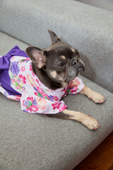 Pet Portrait of Black French Bulldog In Japanese Kimono Costume 3