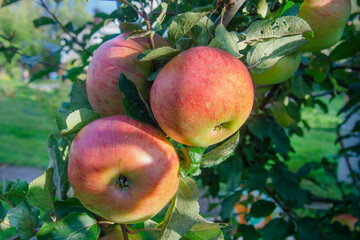 three red-green apples grow on a tree in the garden