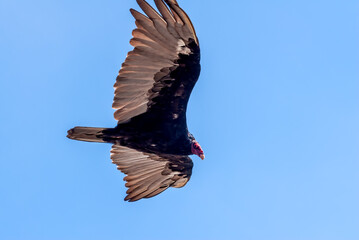 Turkey Vulture (Cathartes aura) in Piedras Blancas, California, USA