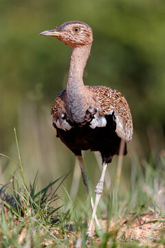 The red-crested korhaan or red-crested bustard (Lophotis ruficrista)  walking in the Kruger National Park in South Africa