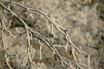 Beautiful background with ice crystals on the branches of a tree