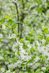 Spring blossom: branch of a blossoming apple tree on garden background.Spring orchard, blooming apple trees.