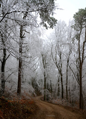 Winter in Perchtoldsdorf - Wienerwald - Niederösterreich