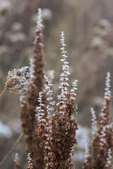 Dried plants covered with ice and frost. Close-up shot.