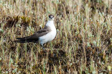 Parasitic Jaeger (Stercorarius parasiticus) in Barents Sea coastal area, Russia