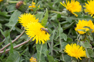 Yellow dandelion on a background of green grass. Bee collecting pollen from a flower, honey concept