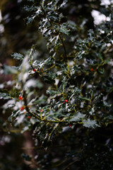 Branches of holly