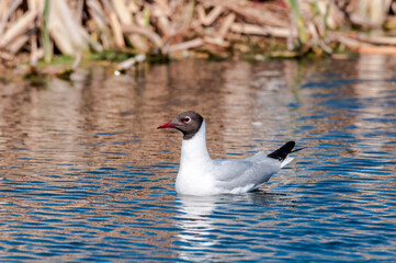 Black-headed Gull (Larus ridibundus) at colony, Moscow region, Russia