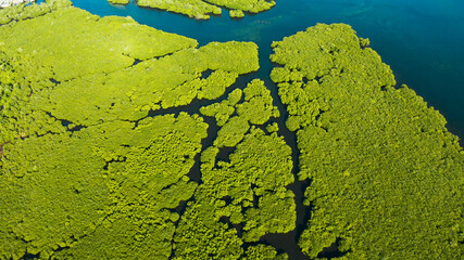 Mangrove green forests with rivers and channels on the tropical island, aerial drone. Mangrove landscape.