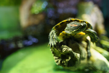 Closeup. Red ear turtle sitting on snag in aquarium. Bright green background, selective focus.