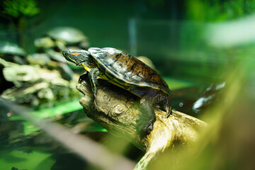 Red ear turtle sitting on snag in aquarium. Bright green background, selective focus.