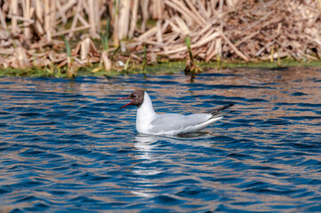 Black-headed Gull (Larus ridibundus) at colony, Moscow region, Russia