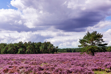 de paarse heide, gelopen van de planken wambuis naar boerderij de mossel