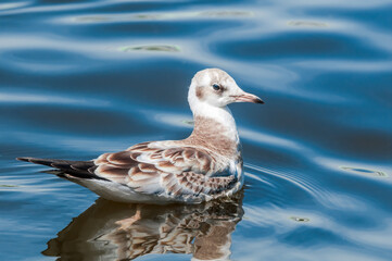 Immature Black-headed Gull (Larus ridibundus) in park, Hamburg, Germany