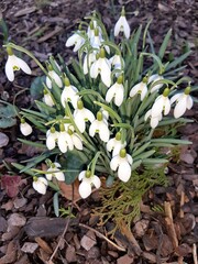 First snowdrops in our spring garden
