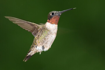 Fototapeta premium Ruby Throated Hummingbird Hovering in the Green Forest