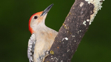 Curious Red-Bellied Woodpecker Perched in a Tree