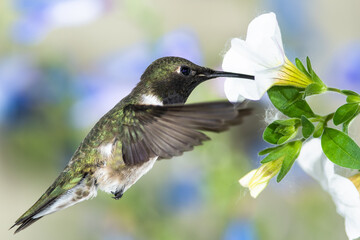 Black-Chinned Hummingbird Searching for Nectar Among the White Flowers