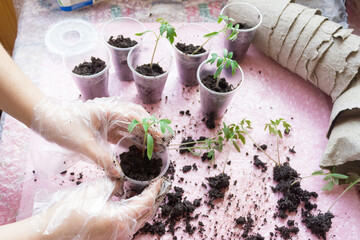 Seedling. Tomato seedling transplanting process.Young vegetable seedlings of tomatoes transplanting...