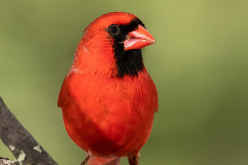 Profile of a Northern Cardinal While Perched on a Branch of a Tree