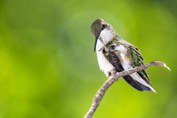 Ruby Throated Hummingbird Preening While Perched Delicately on a Slender Twig