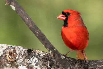 Northern Cardinal Perched on a Branch of a Tree