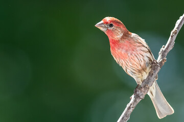 House Finch Perched on a Slender Tree Branch