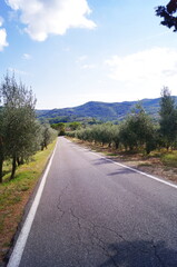 Fototapeta na wymiar Road between Greve in Chianti and Montefioralle, Tuscany, Italy