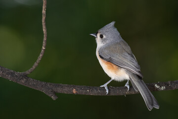Tufted Titmouse Perched on a Slender Tree Branch