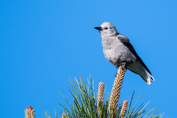 Clark's Nutcracker Perched High in the Tree Tops