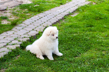 Young Pomski Dog Breed Groomed and Healthy Pomski, an exquisite puppy with a good temperament outdoors on a sunny day