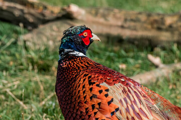 Common Pheasant (Phasianus colchicus) in park