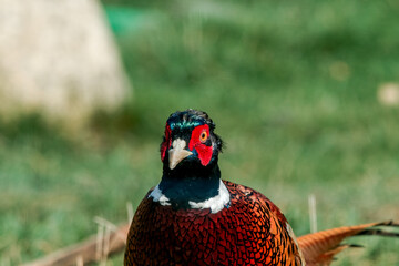 Common Pheasant (Phasianus colchicus) in park