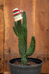 cactus with white red and green christmas hat