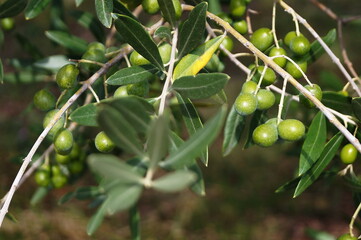 Olives in the Chianti countryside, Tuscany, Italy
