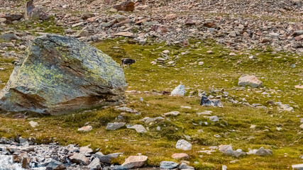 Beautiful alpine view at the famous Timmelsjoch high alpine road, Hochgurgl, Oetztal, Tyrol, Austria