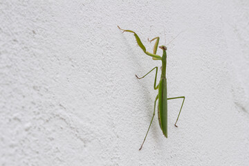 praying mantis scaling a white cement wall