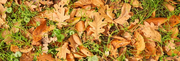 yellow leaves in autumn lie on the ground