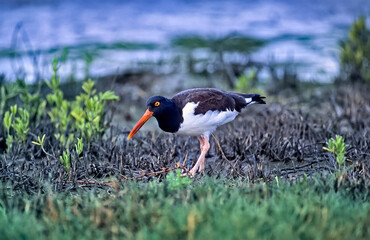Bird-American oystercatcher