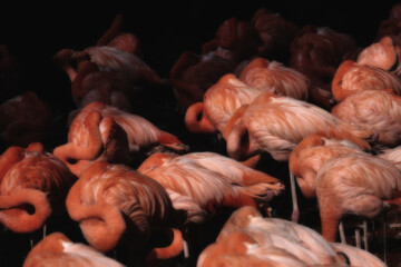 eine gruppe flamingos schläft mit den köpfen im gefieder, bildwirkung sanft und dunkel