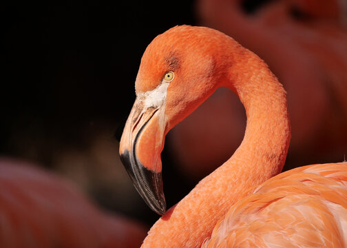 Roter Flamingo" Bilder – Durchsuchen 130 Archivfotos, Vektorgrafiken und  Videos | Adobe Stock