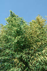 Fototapeta premium Bambo (Bambusa sp.) in park, Abkhazia
