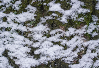 Bark oak tree covered green moss and snow as background. Blurred edges.