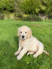 Puppy dog golden retriever 
