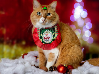 Yellow cat in christmas setting with clothing accessories, lights and ornaments