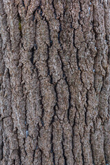 Rough bark of a tree trunk closeup. Vertical natural background, wood texture. Lumber, wood processing. Copy space.
