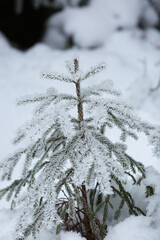 Trees under snow