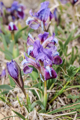 Dwarf Iris (Iris pumila) in coastal hills, Crimea